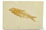 Detailed Fossil Fish (Knightia) - Wyoming #355634-1